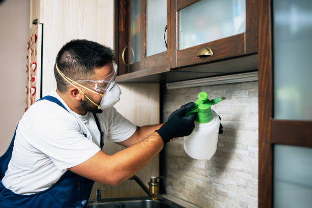 Best Local Pest Control Services  in Marksville, LA