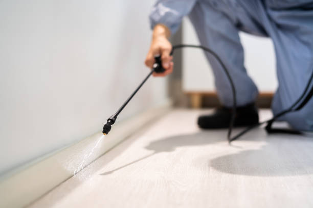 Wasp Removal Services in Marksville, LA