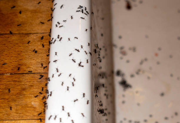 Best Commercial Pest Control Services  in Marksville, LA