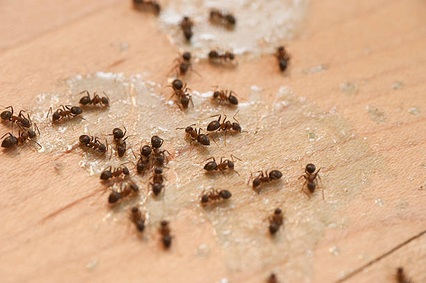 Best Bed Bug Extermination  in Marksville, LA