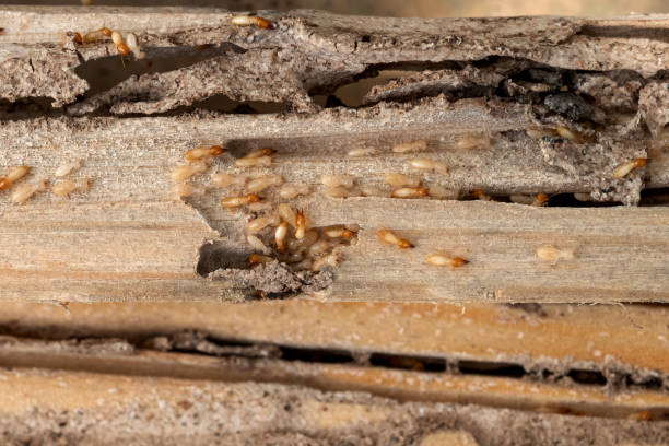 Best Pest Inspection Near Me  in Marksville, LA
