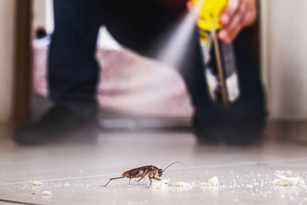 Best Affordable Pest Control Services  in Marksville, LA